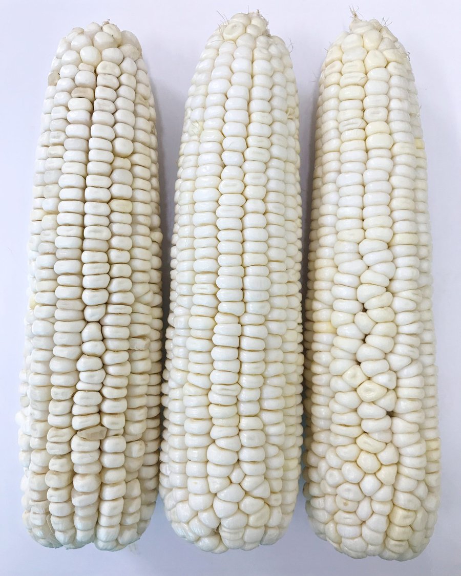 MH81 white waxy-sweet corn ears