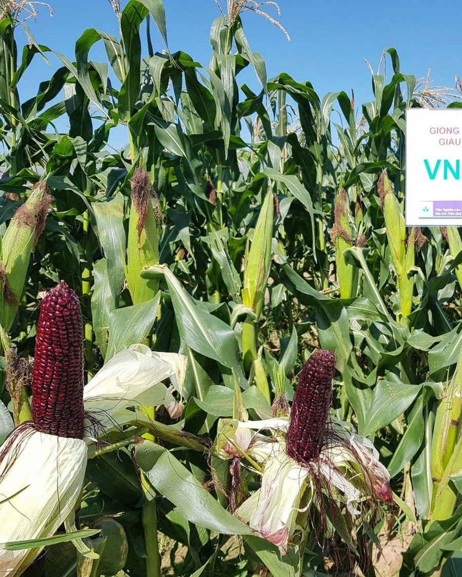 VNUA141 purple waxy corn ears in the field