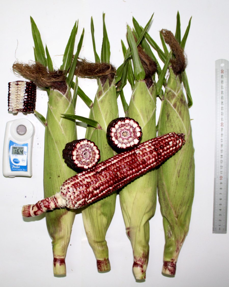 VNUA168 ears in husk with cross-sections showing purple-and-white kernels