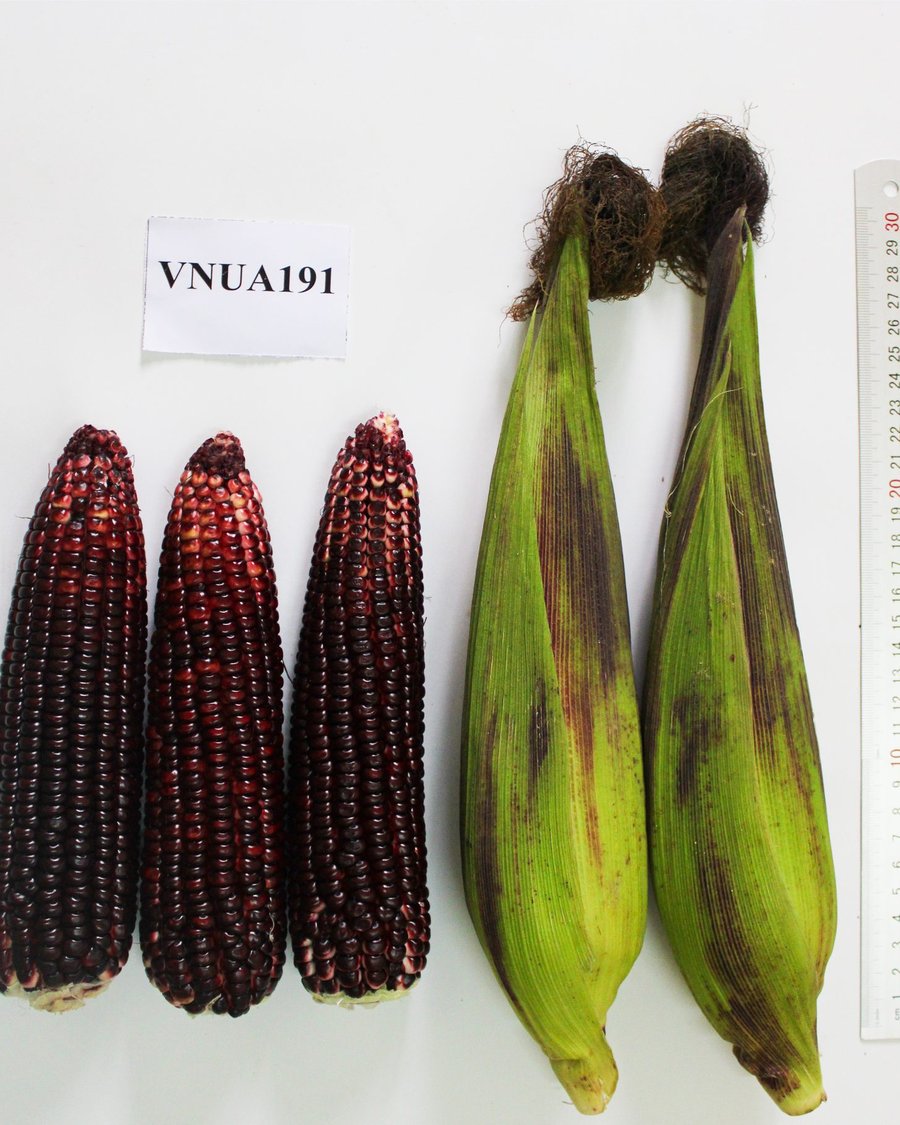 VNUA191 purple waxy corn ears, dried and fresh